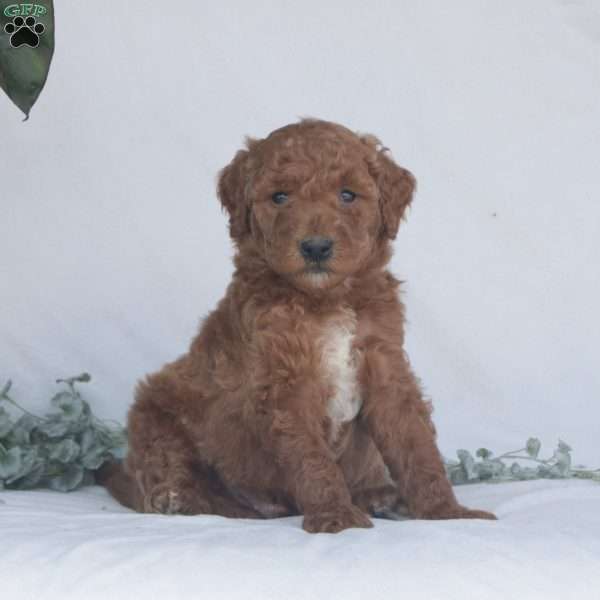 Gunner F1B, Goldendoodle Puppy